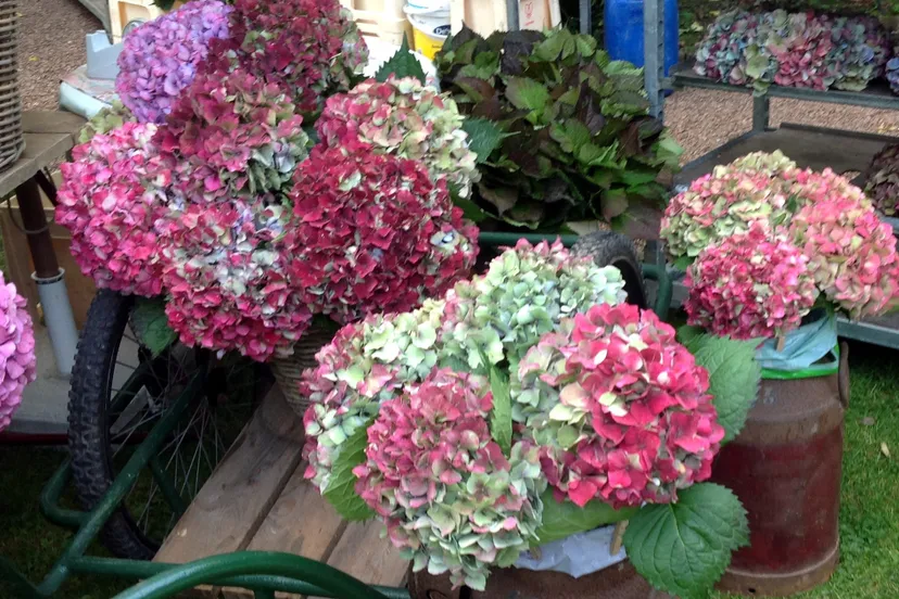 herfstfair e1474571258643