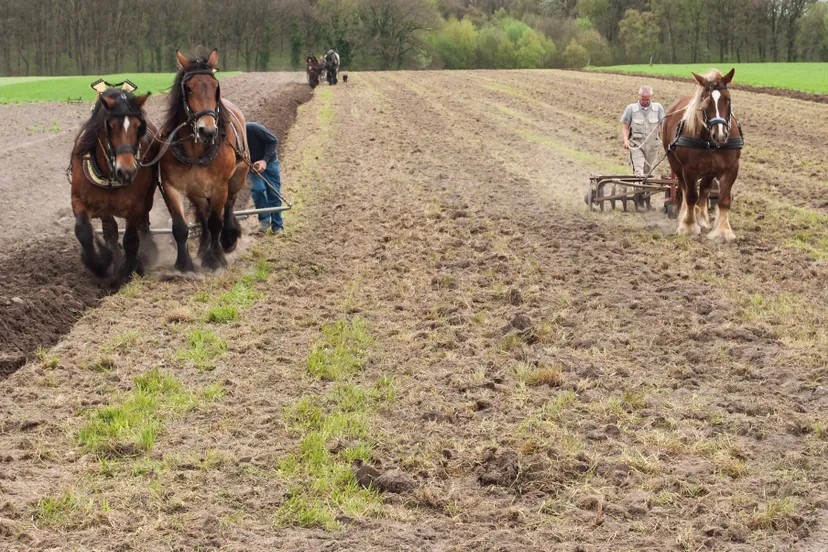 historische landbouwdag 2 e1469801870715