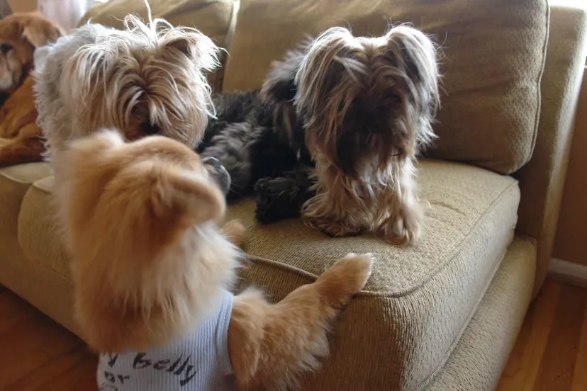 honden e1453920930361