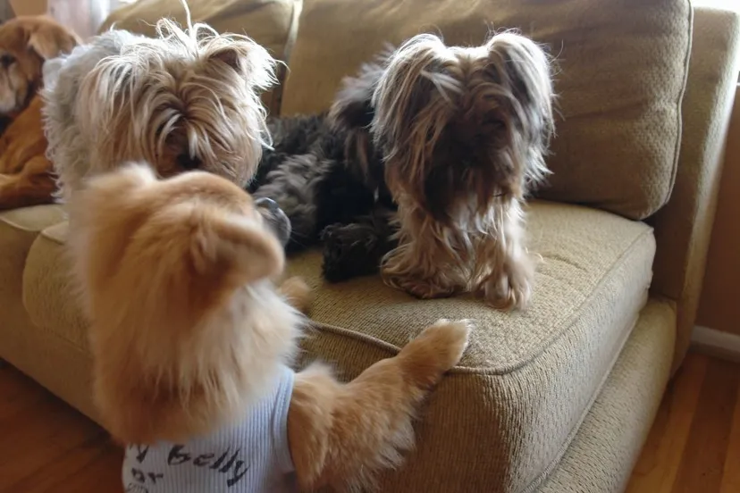 honden e1453920930361