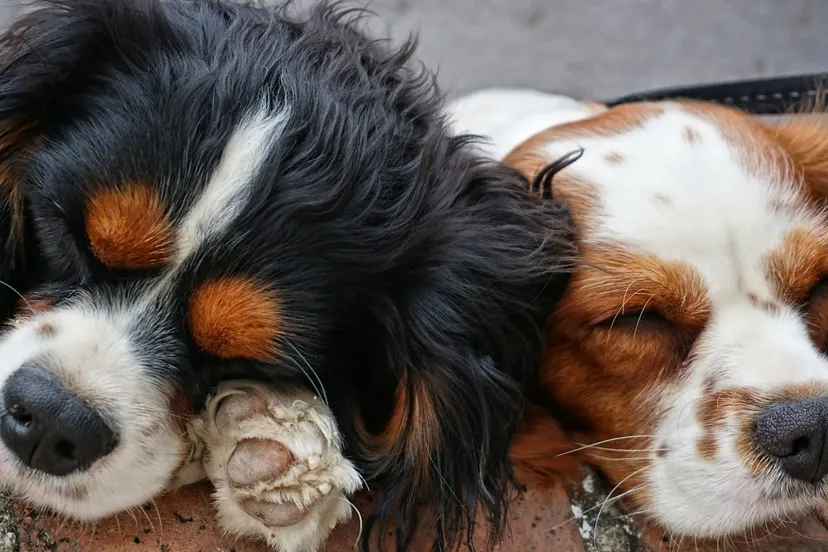 honden pixabay e1546524613350