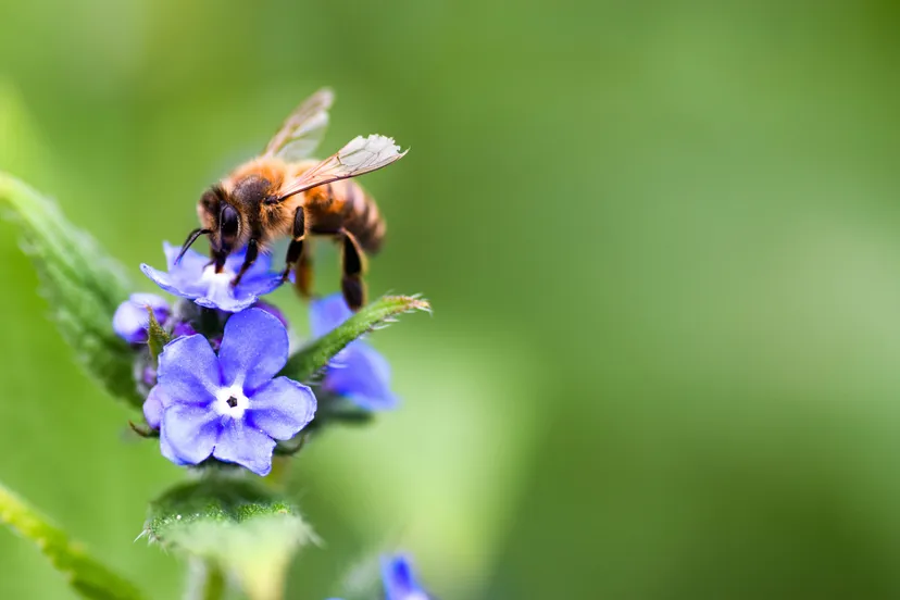 honingbij op ereprijs