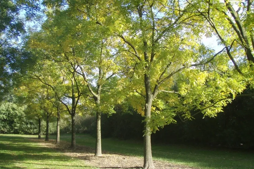 honingbomen e1486994886822