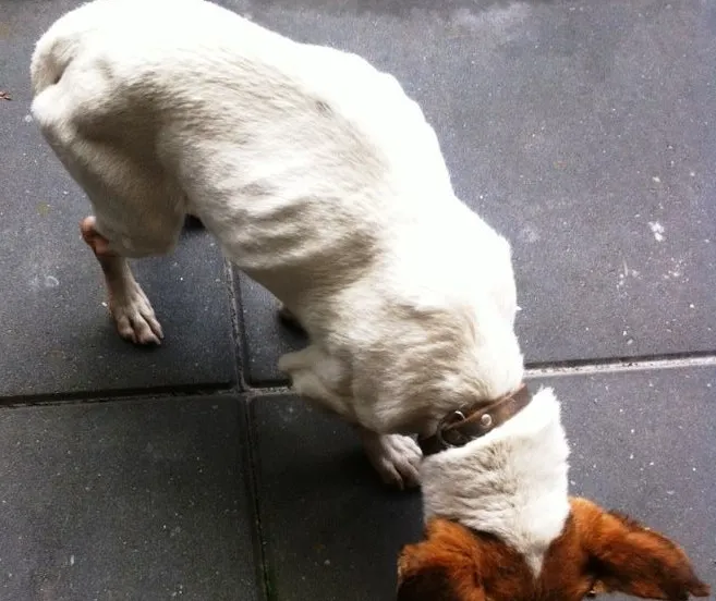 jackrussel heerlen2 e1425499825943