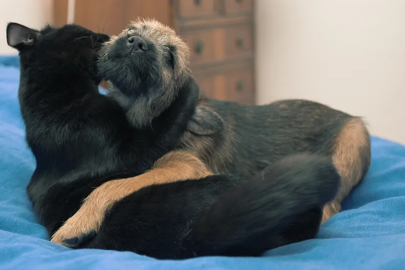 kat en hond petteri sulonen creative commons attribution 20 generic license