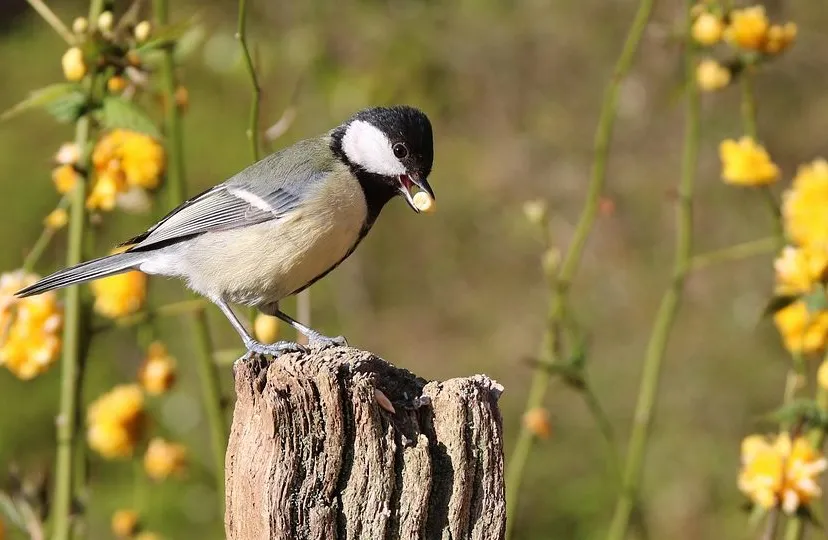 koolmees pixabay e1465411991495