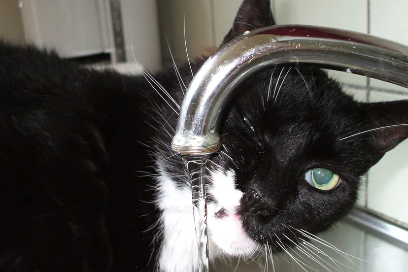 kraan clausule foter cc by sa e1435930010524