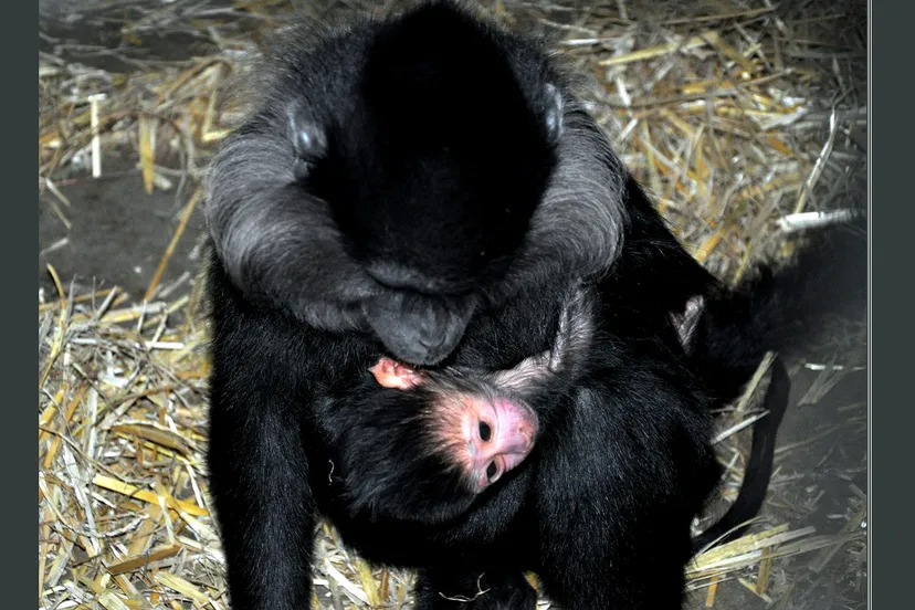 kuifmangabey e1448888960565