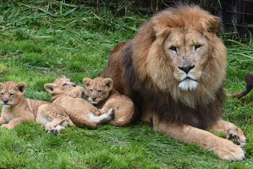 leeuwenwelpen gaiazoo