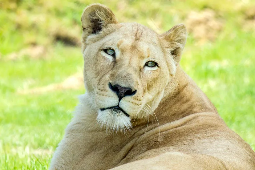 leeuwin e1531491369178