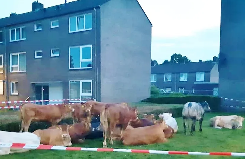 losgebroken koeien 2 2