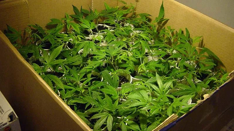 marihuana 2 e1437739083261