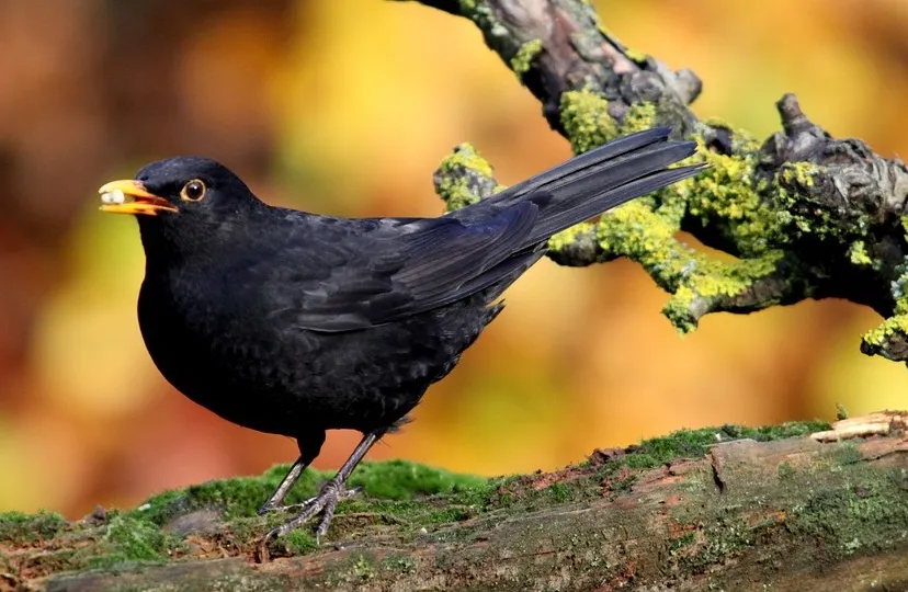 merel pixabay e1461946744748