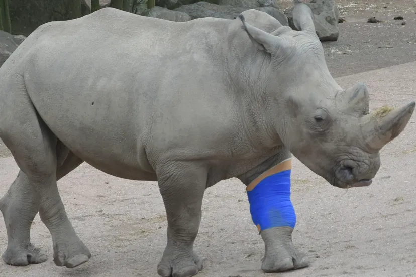 neushoorn thabo gaiazoo e1448297412907