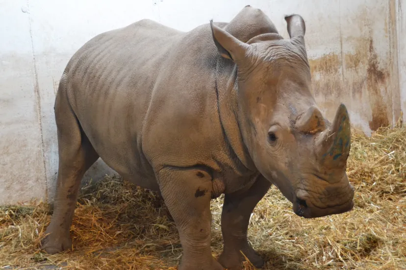 neushoornvrouw abebi in binnenverblijf gaiazoo 3 e1493809100533