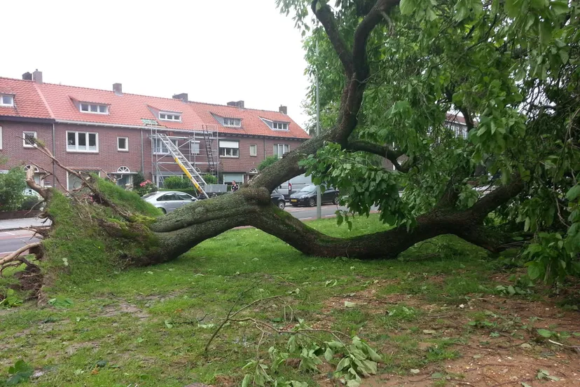 omgevallen boom van weerden poelmanstraat
