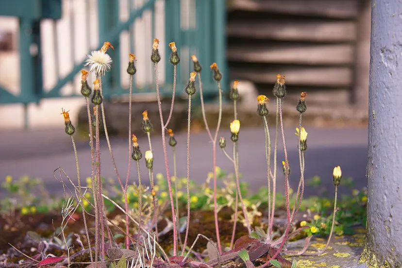 onkruid chodhound via fotercom cc by sa