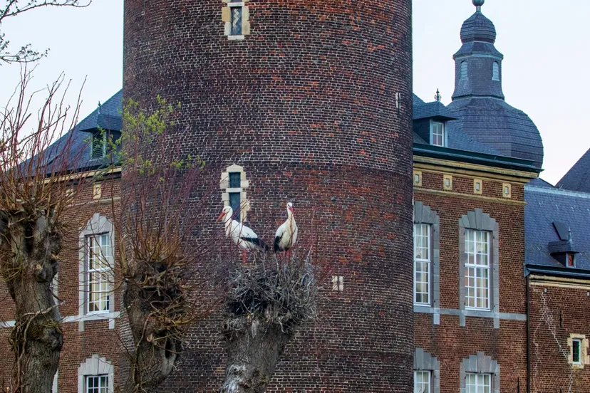 ooievaars kasteel hoensbroek 1280x720