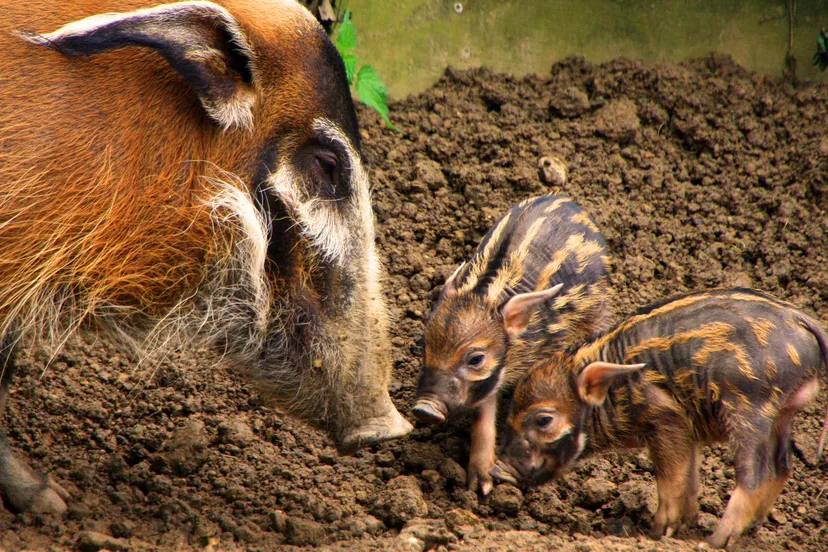 penseelzwijnen gaiazoo e1463670991499