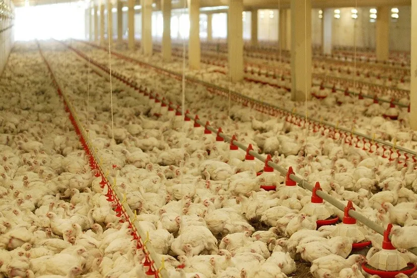 plofkip e1451414335530