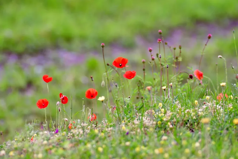poppies 4336355 yvonne huijbens via pixabay