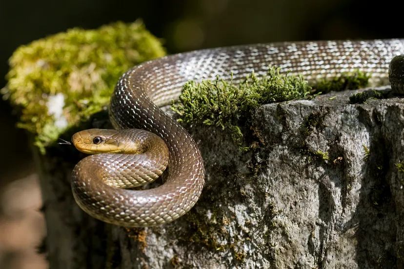 rattenslang zamenis longissimus wikimedia