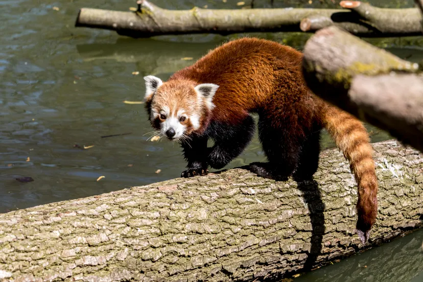 rode panda gaiazoo 2