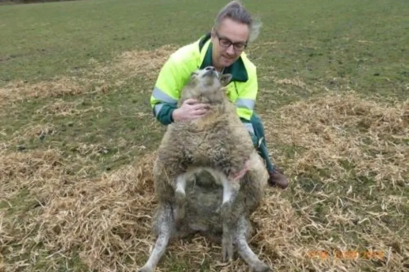 schaap verwenteld3 e1427889795268