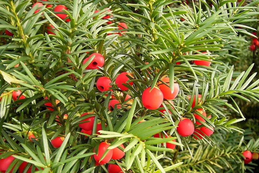 taxus e1464011163445