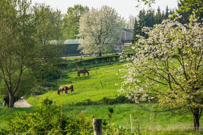 ten esschen paarden 2 1 1280x720