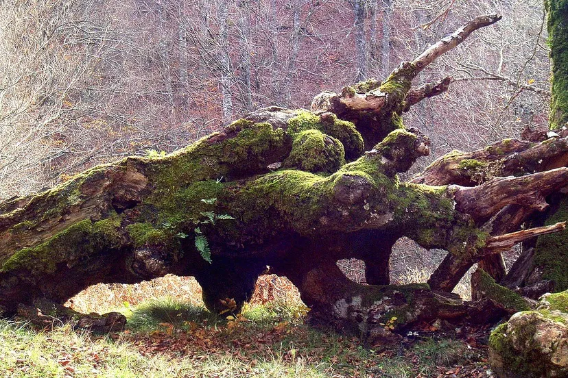 tree 264726 1280 e1444941887443