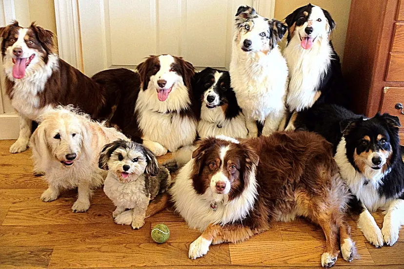 veel honden carterse e1550676630760