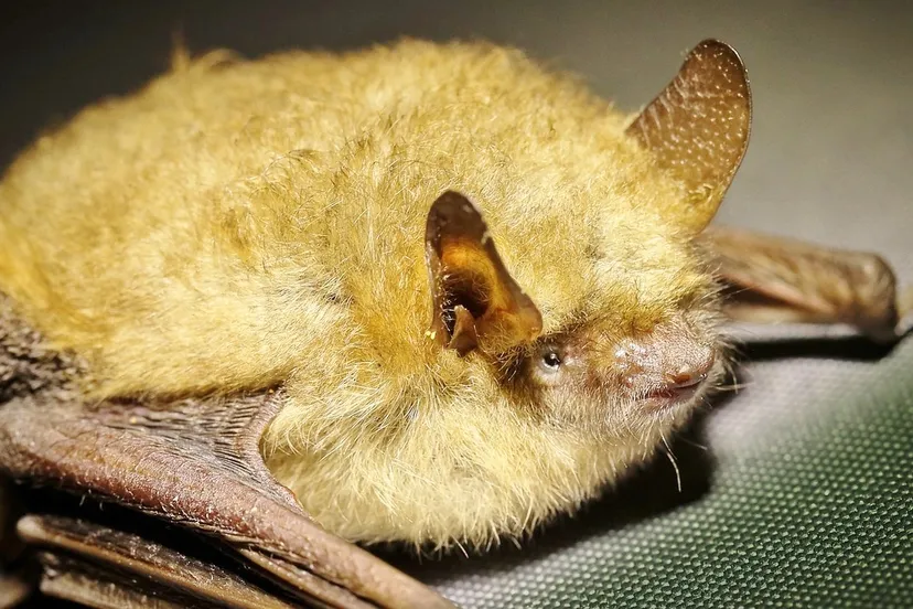 vleermuis bat cc0 creative commons