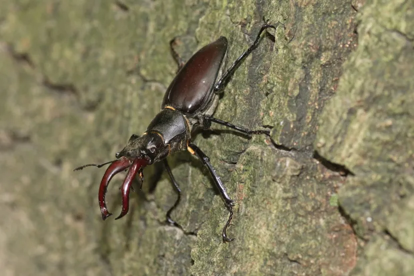 vliegend hert c rob geraeds 1080x675