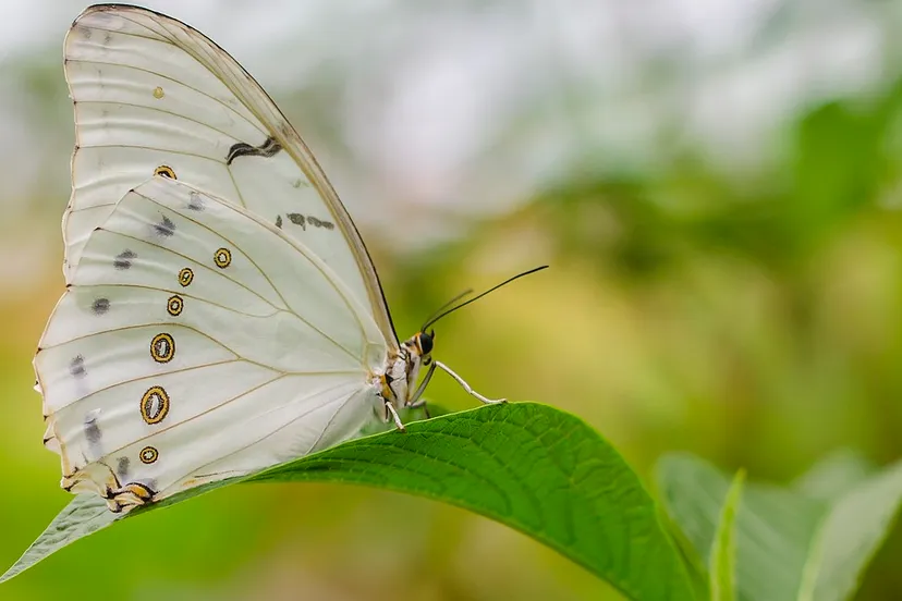 vlindertuin wikimedia