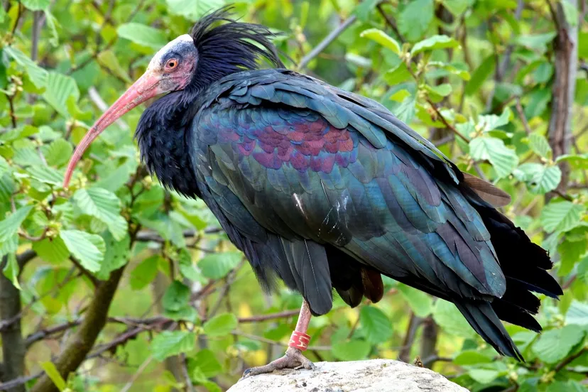 waldrapp ibis 3 1280x720 1