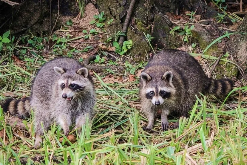 wasberen cc0 public domain via pxhere