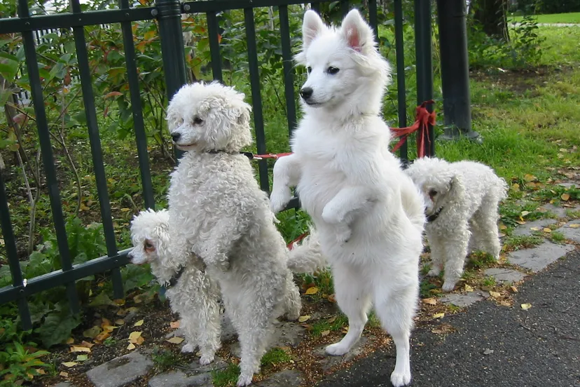 white dogs on hind legs e1428489940492