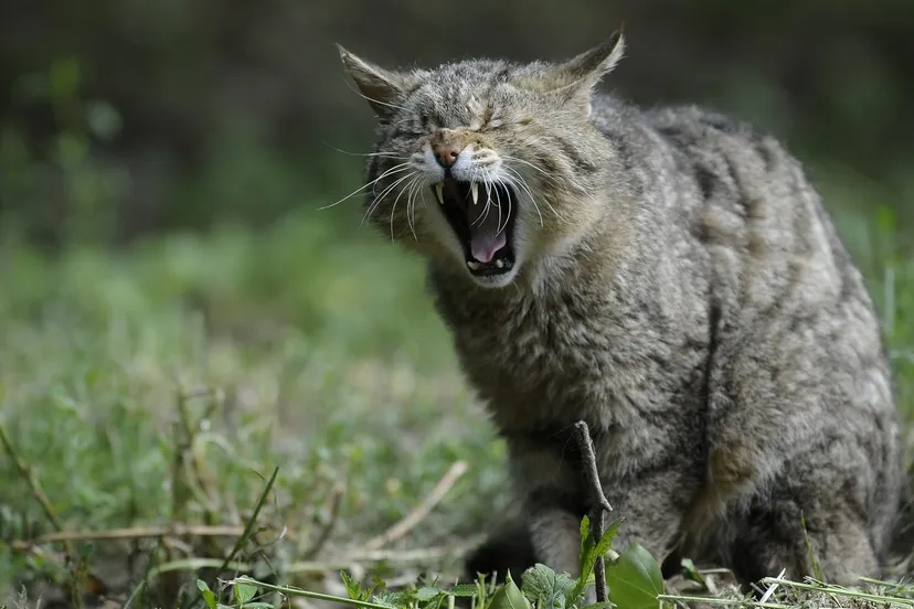 wildcat 356805 1920 e1492169822630