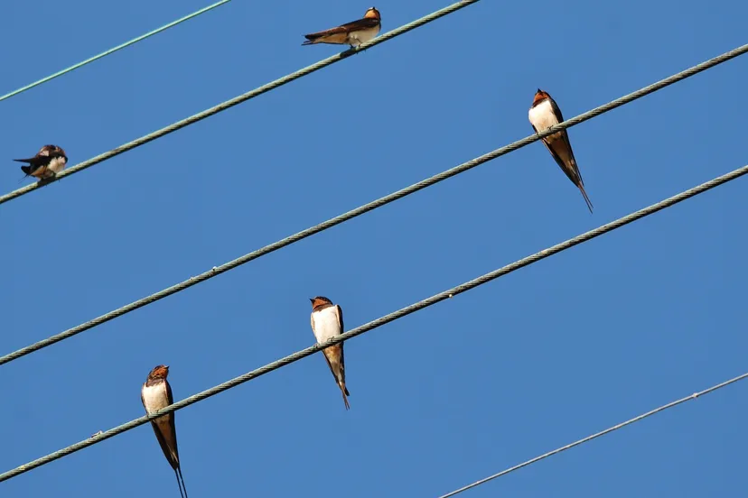 zwaluw mrsbrown via pixabay pixabay license