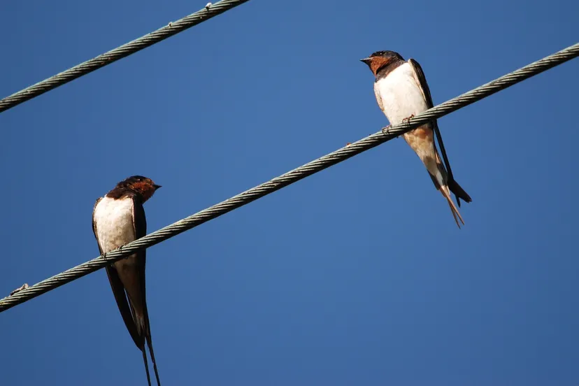 zwaluwen eveline de bruin via pixabay