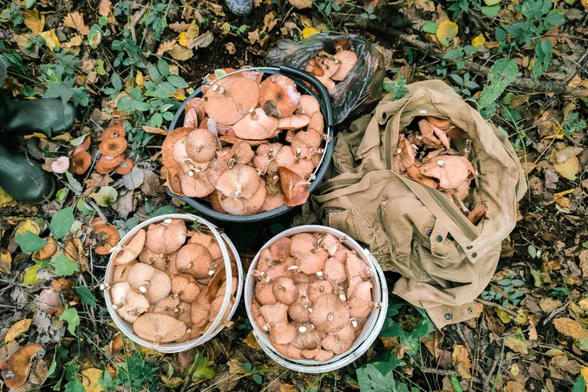 pexels nabokovin 9787085