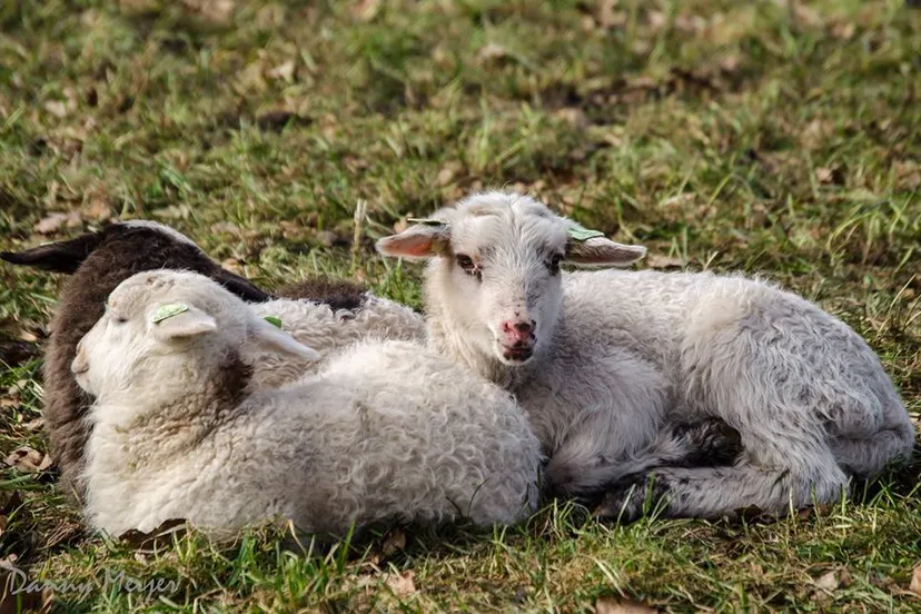 11016505 722983251155992 1350729669 n