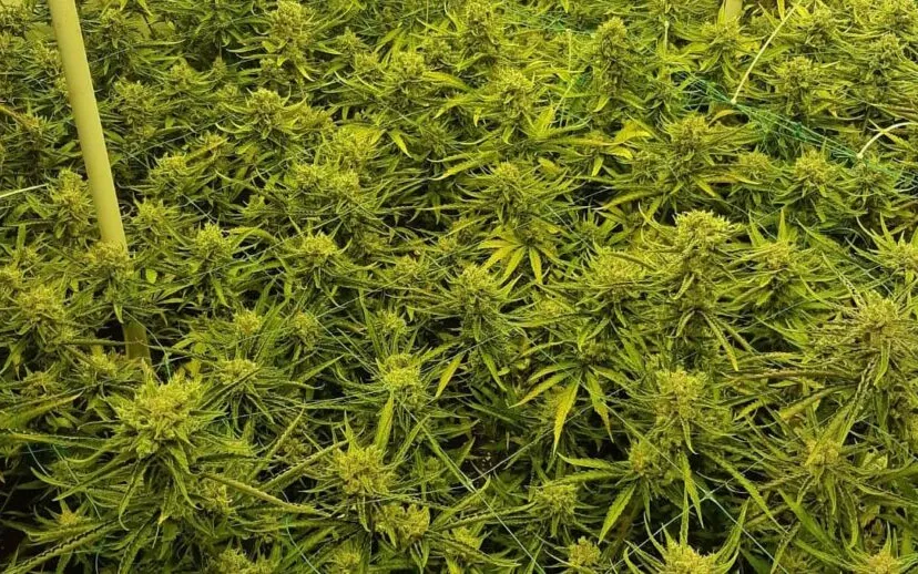 153482608 2829051854002724 3053569108102832921 o 915x518 1