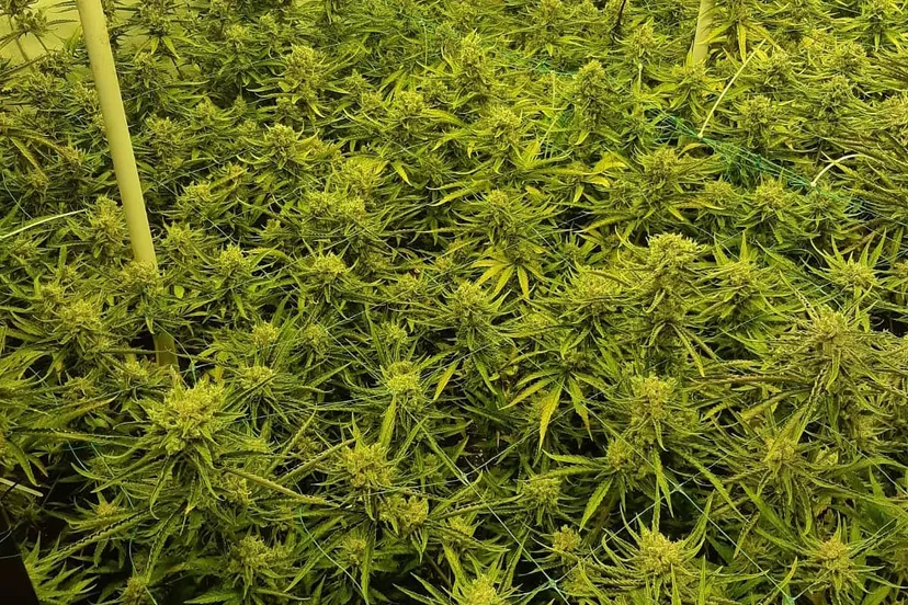 153482608 2829051854002724 3053569108102832921 o