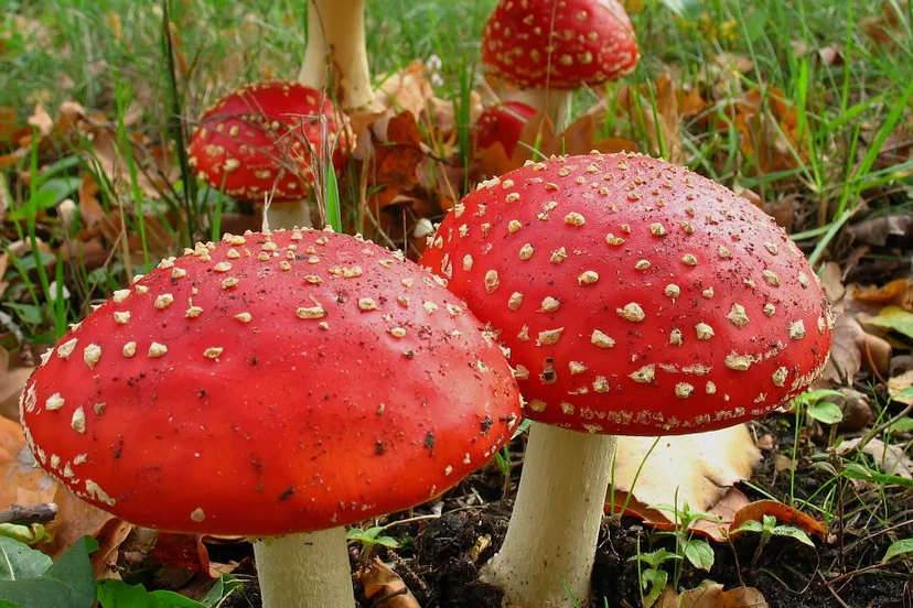 1584 50a4ab989619eb8d3e2d8bf75f9477d8