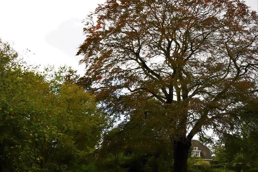 166173845 1295470154167944 3037886173073139908 n