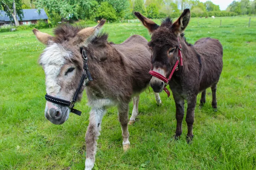 187399681 3872056829582778 5858597438773385029 n