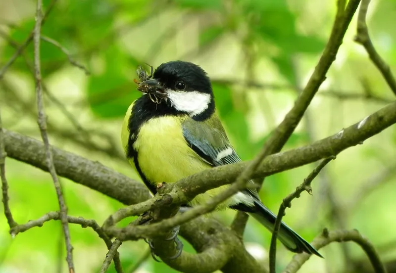 2020 02 19 koolmees foto annie van bokhoven