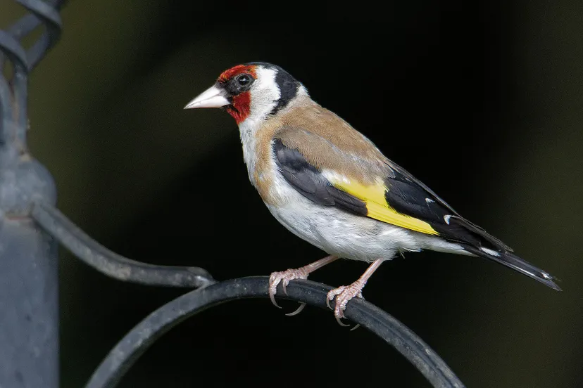 2020 05 13a putter goldfinch foto pixabay 2766971 1920